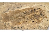 Paleochromis rousseleti